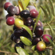 olivo