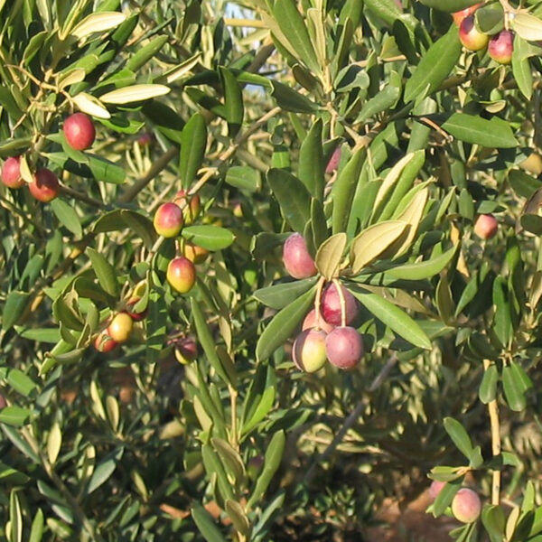 olivo arroniz royuela provedo