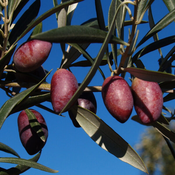 olivo cornicabra provedo