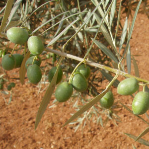 olivo- hojiblanca provedo