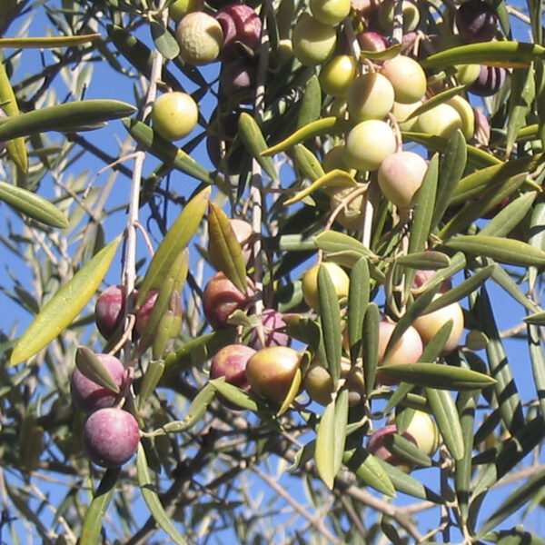 olivo manzanilla cacereña provedo