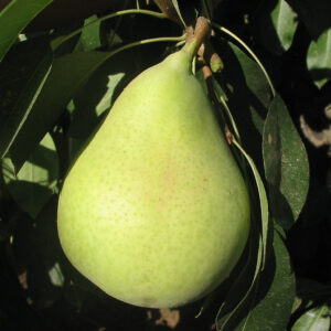 peral ercolini provedo