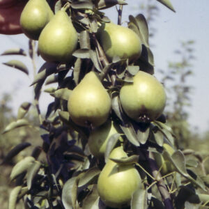 peral limonera provedo