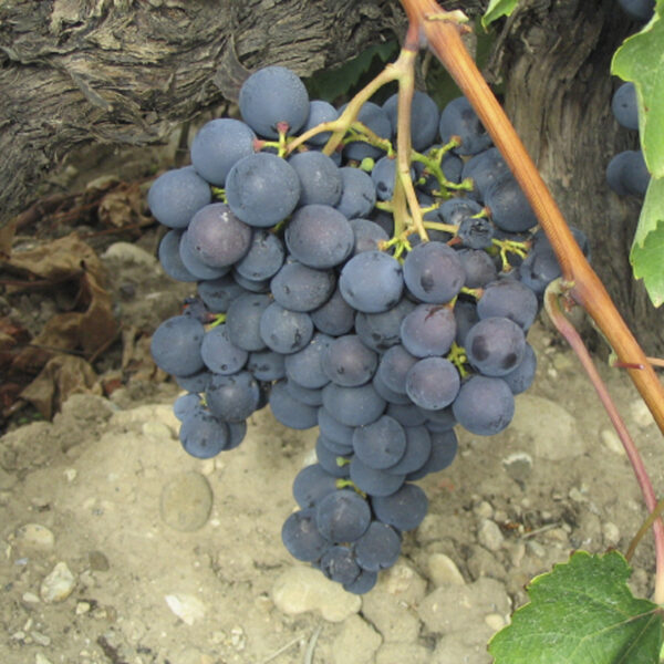 uva mesa alfonso lavalle provedo