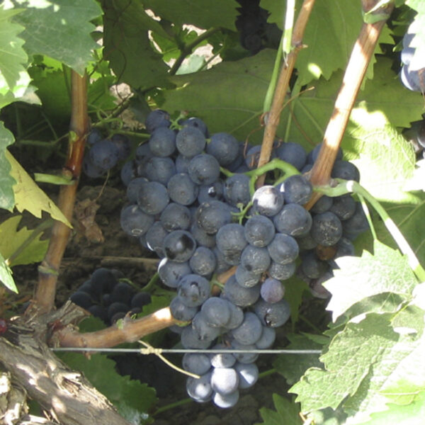 uva mesa moscatel hamburgo provedo