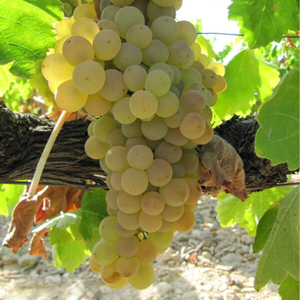 uva mesa moscatel romano provedo