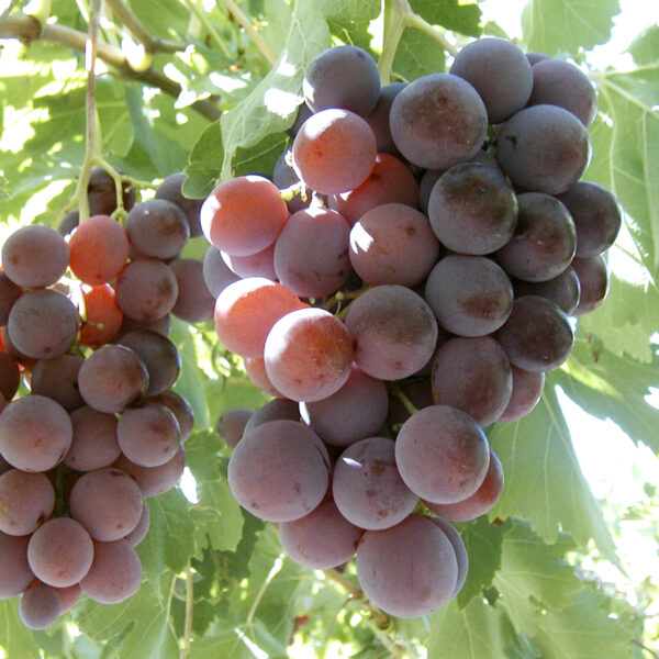 uva mesa red globe provedo