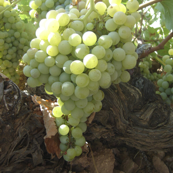 uva vino airen provedo