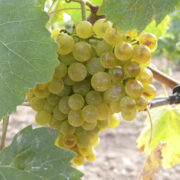 uva vino albarin blanco provedo