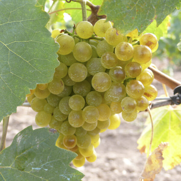uva vino albarin blanco provedo