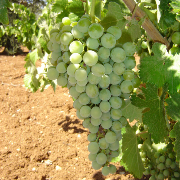 uva vino cayetana provedo