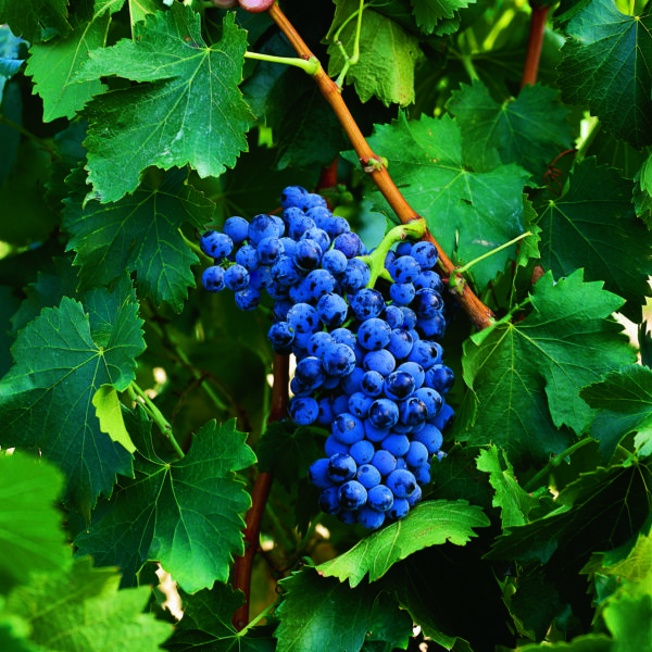 uva vino garnacha provedo