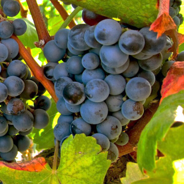 uva vino garnacha tintorera provedo