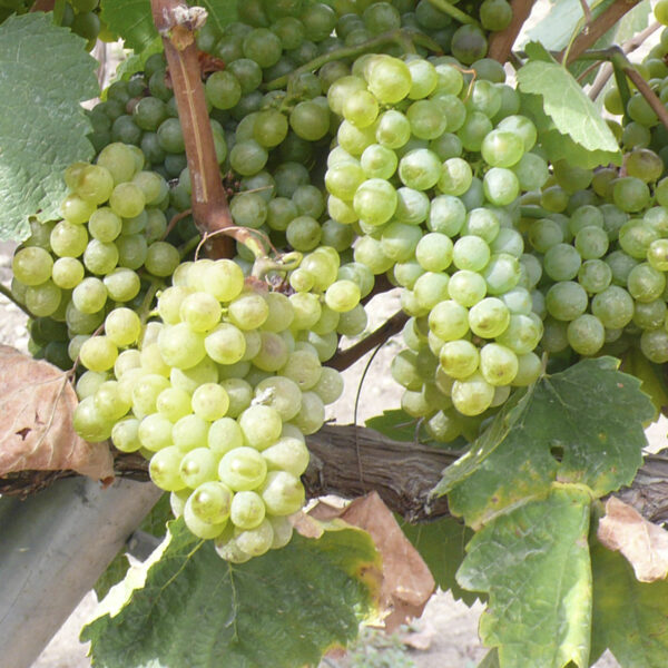 GODELLO