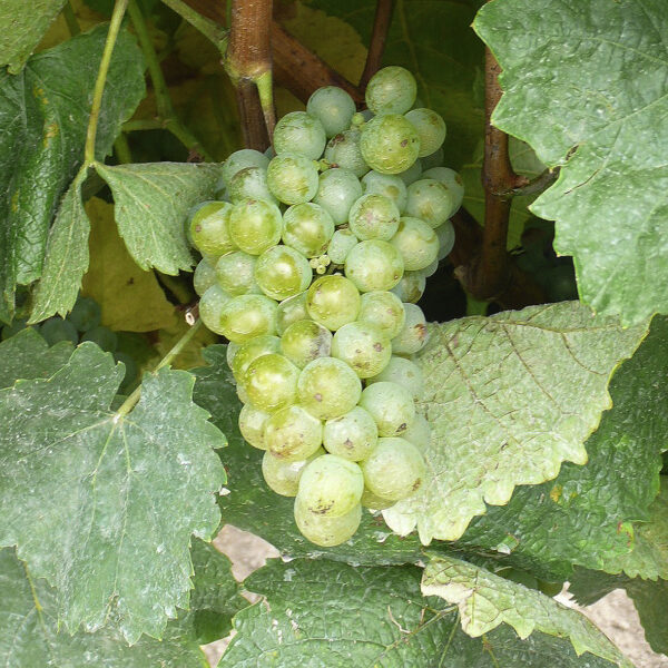 uva vino maturana blanca provedo