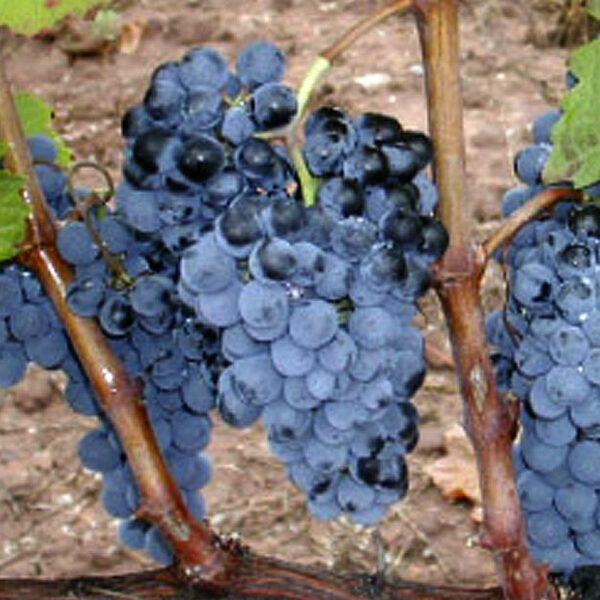 uva vino maturana tinta navarrete provedo