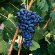 uva vino mazuelo provedo