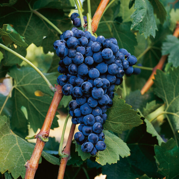 uva vino mazuelo provedo