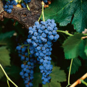 uva vino merlot provedo