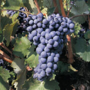 uva vino monastrell provedo