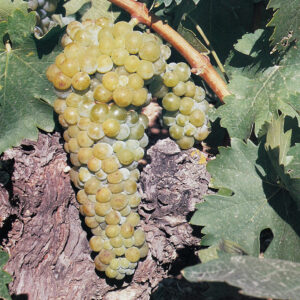 uva vino moscatel grano menudo provedo