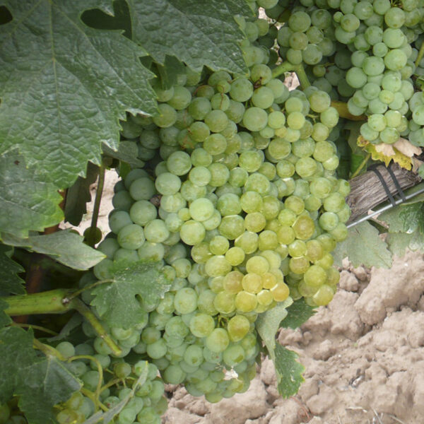 uva vino palomino provedo