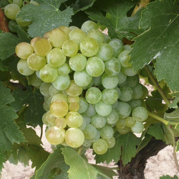 uva vino pedro ximenez provedo