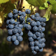 uva vino pinot noir provedo