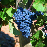 uva vino prieto picudo provedo