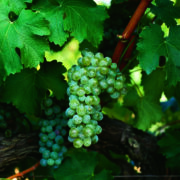 uva vino sauvignon blanc provedo