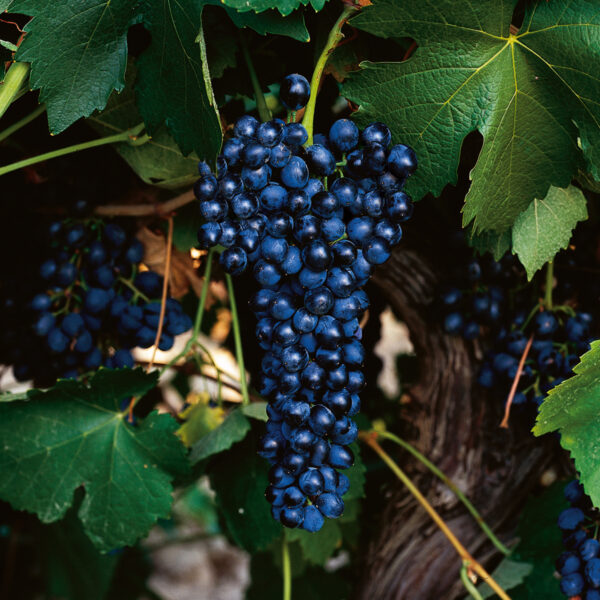 uva vino syrah provedo
