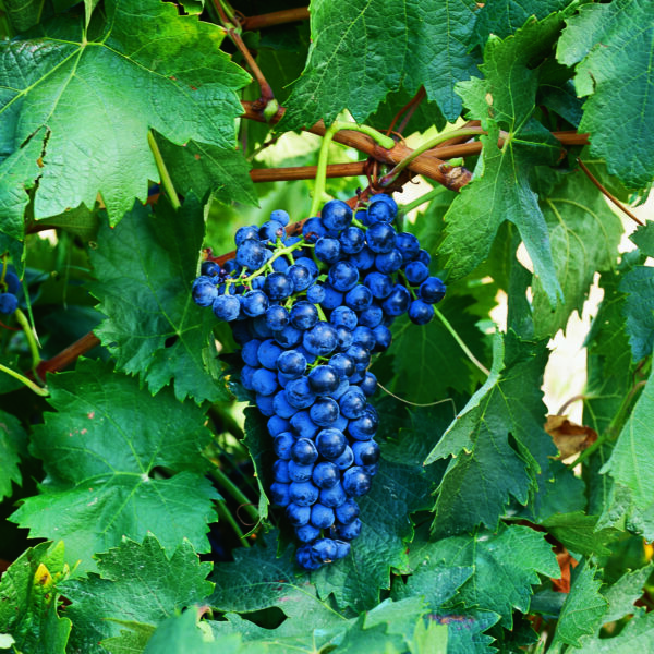 uva vino tempranillo provedo