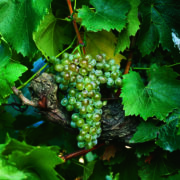 uva vino treixadura provedo