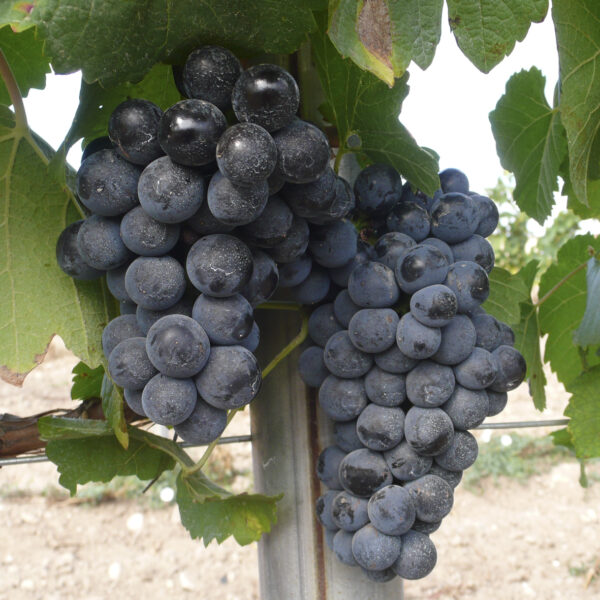 uva vino verdejo negro provedo