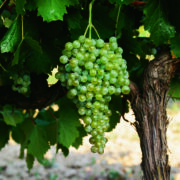 uva vino verdejo provedo