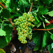 uva vino viura provedo