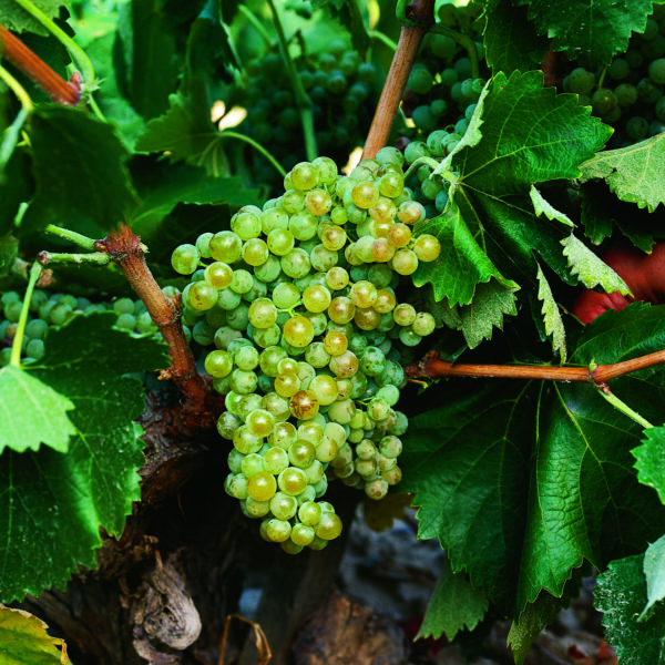 uva vino viura provedo