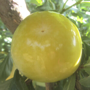 ciruelo blondy 79 provedo