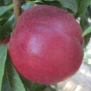 nectarina ca extreme 786 provedo