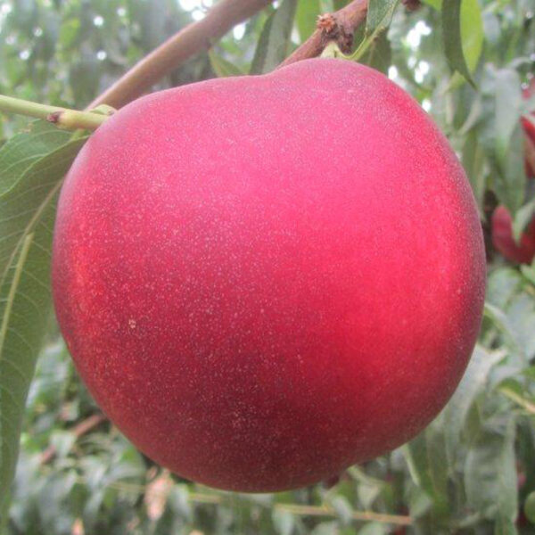 nectarina cb extreme 733 provedo