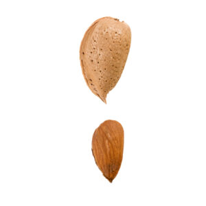almendro avijor provedo