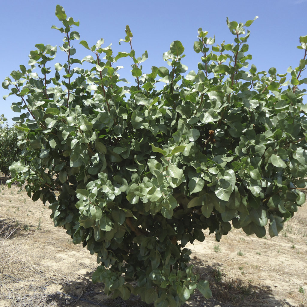 Pistachio Male