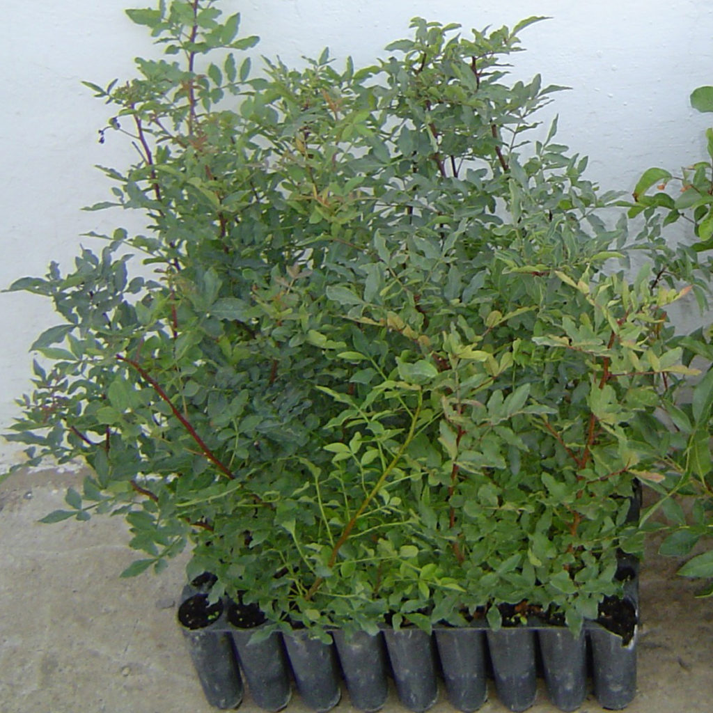 Pistachio rootstock